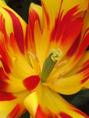 Tulip on Fire