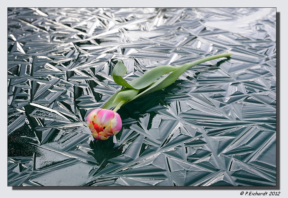 Tulip on Ice