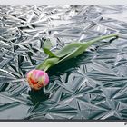 Tulip on Ice