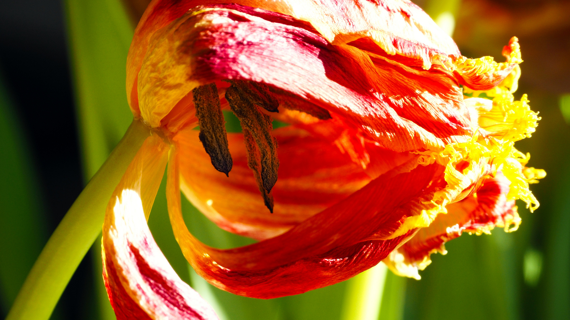 tulip-opening