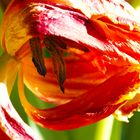 tulip-opening