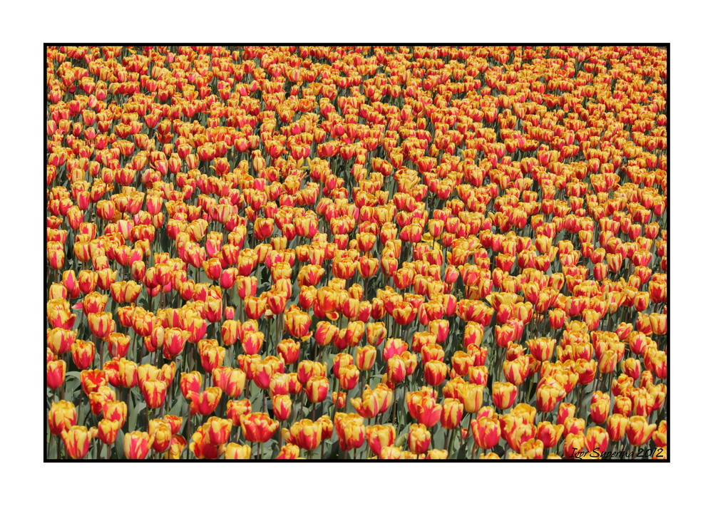 Tulip pattern