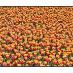 Tulip pattern