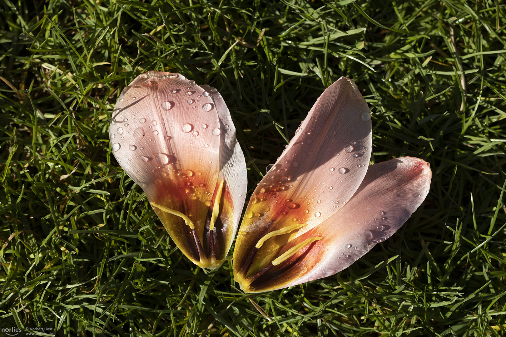 tulip petals with drops