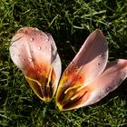 tulip petals with drops