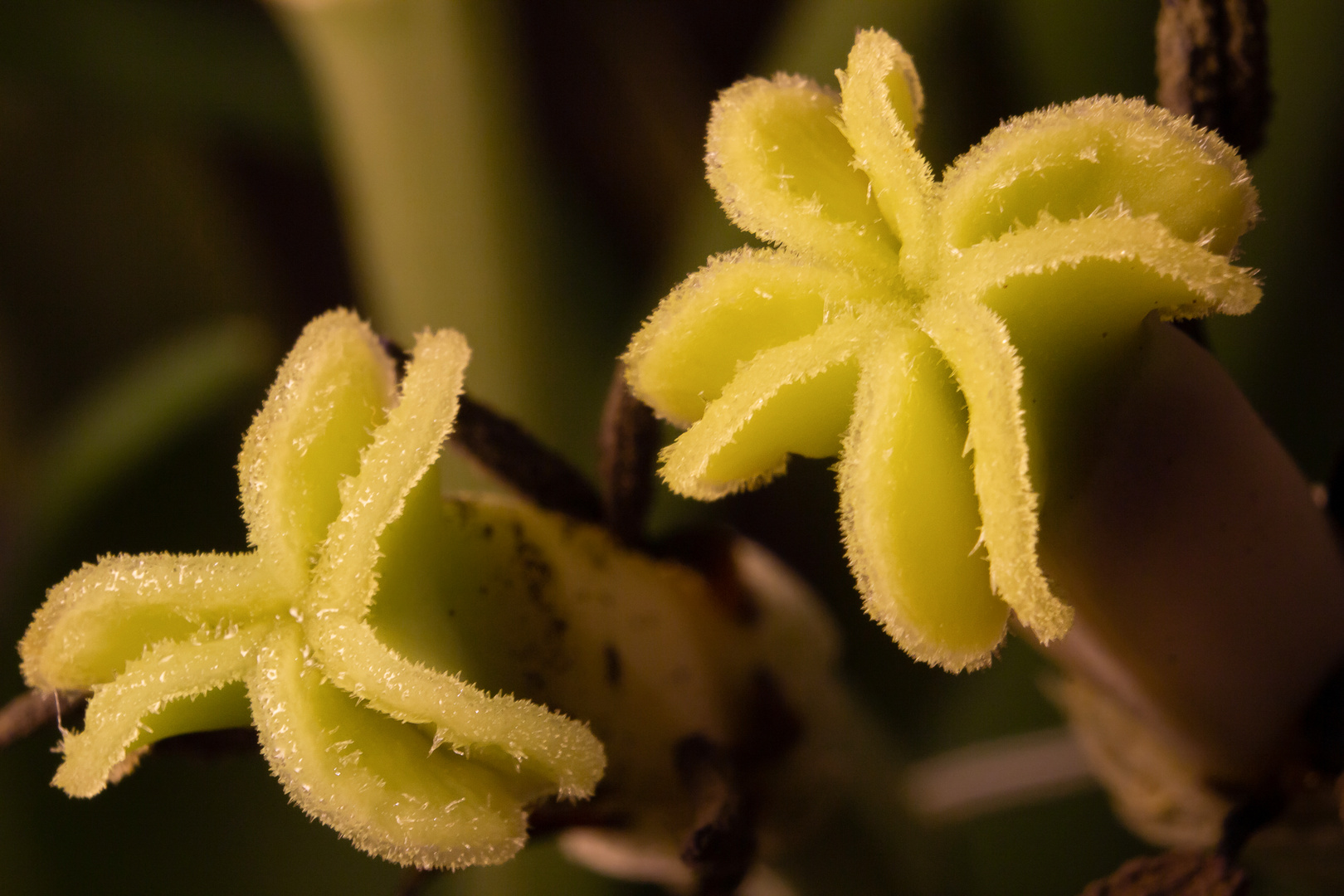 Tulip pistils