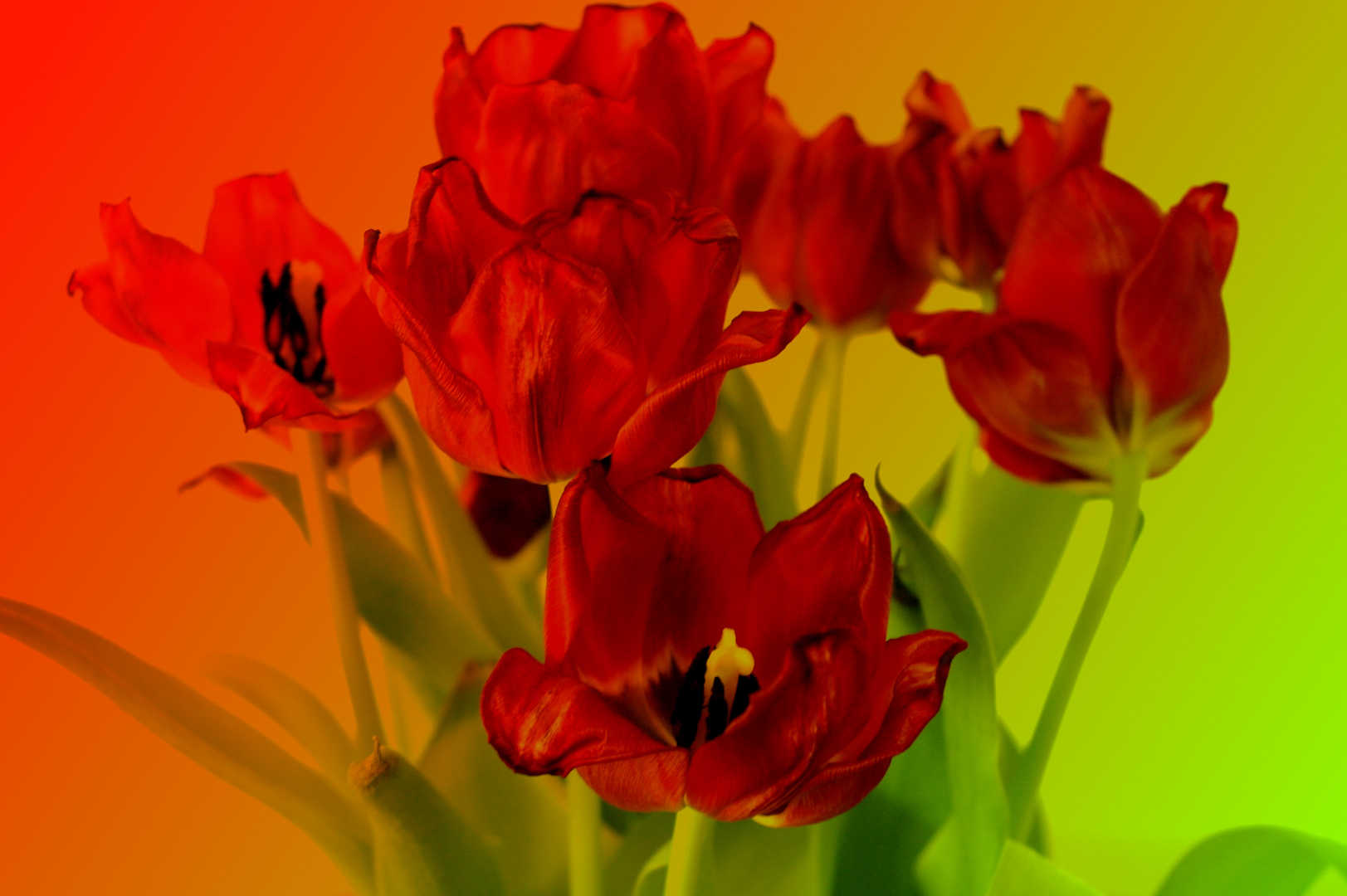 Tulip Power - Tulpen mit Farbeffekt