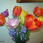 Tulip Rainbow