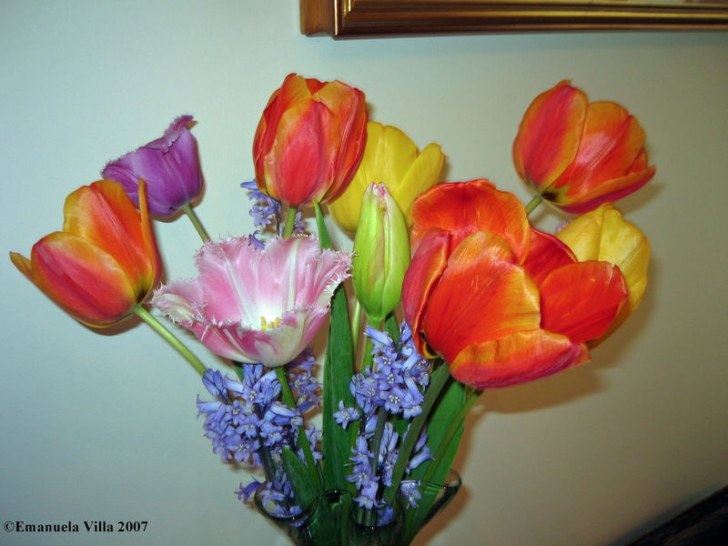 Tulip Rainbow