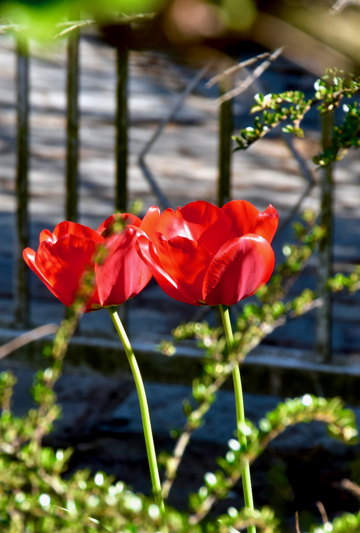 Tulip red