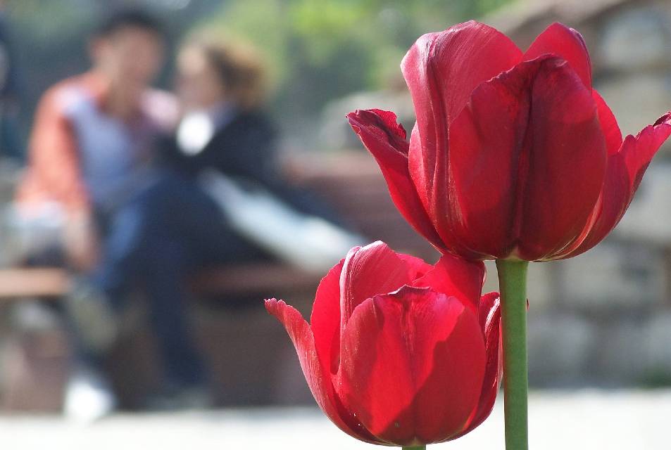 Tulip Season in Bosphorus