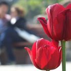 Tulip Season in Bosphorus