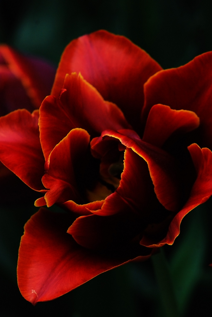 Tulip Sensuality