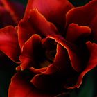 Tulip Sensuality