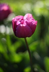 Tulip shining