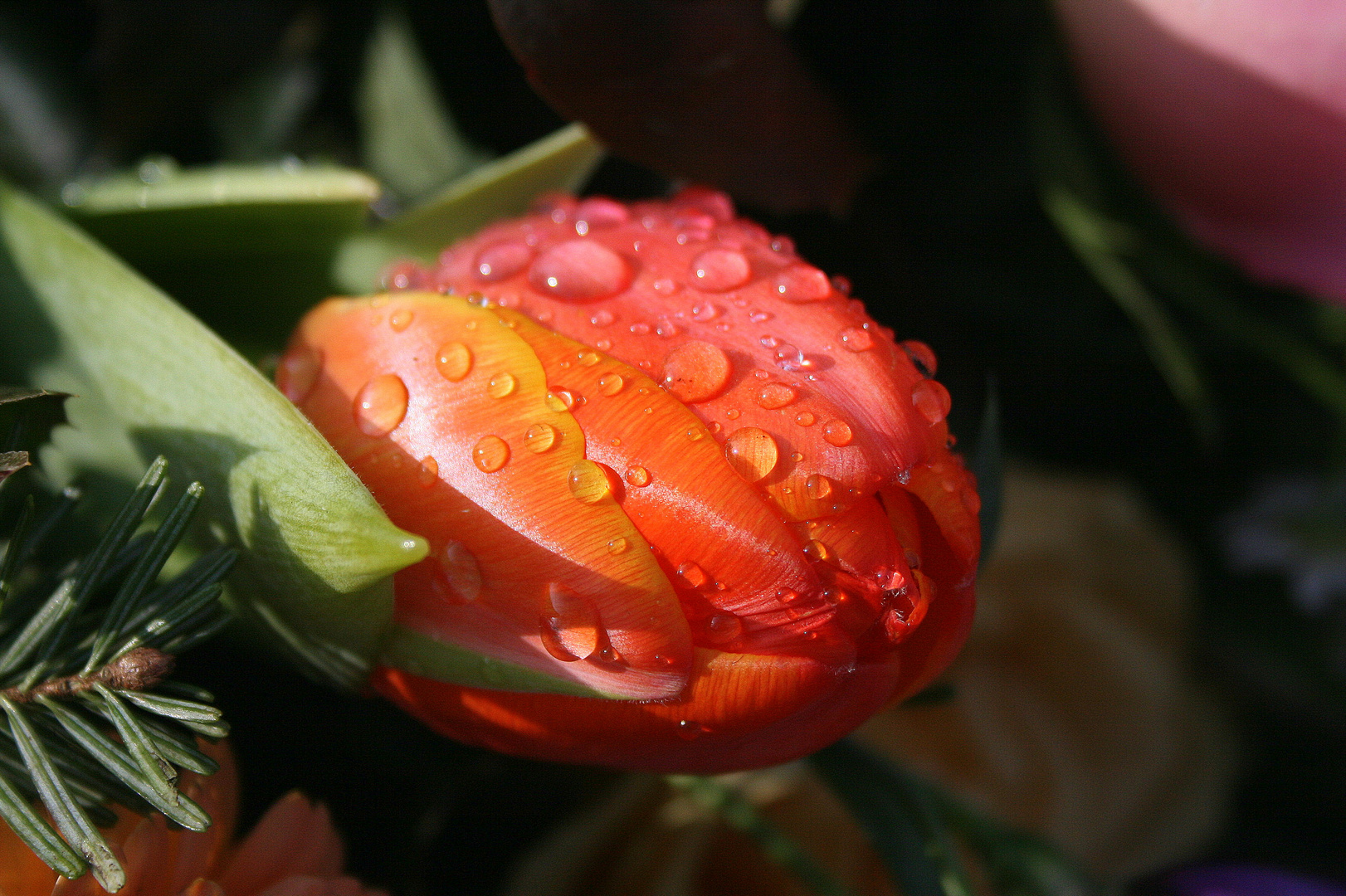 tulip - shower