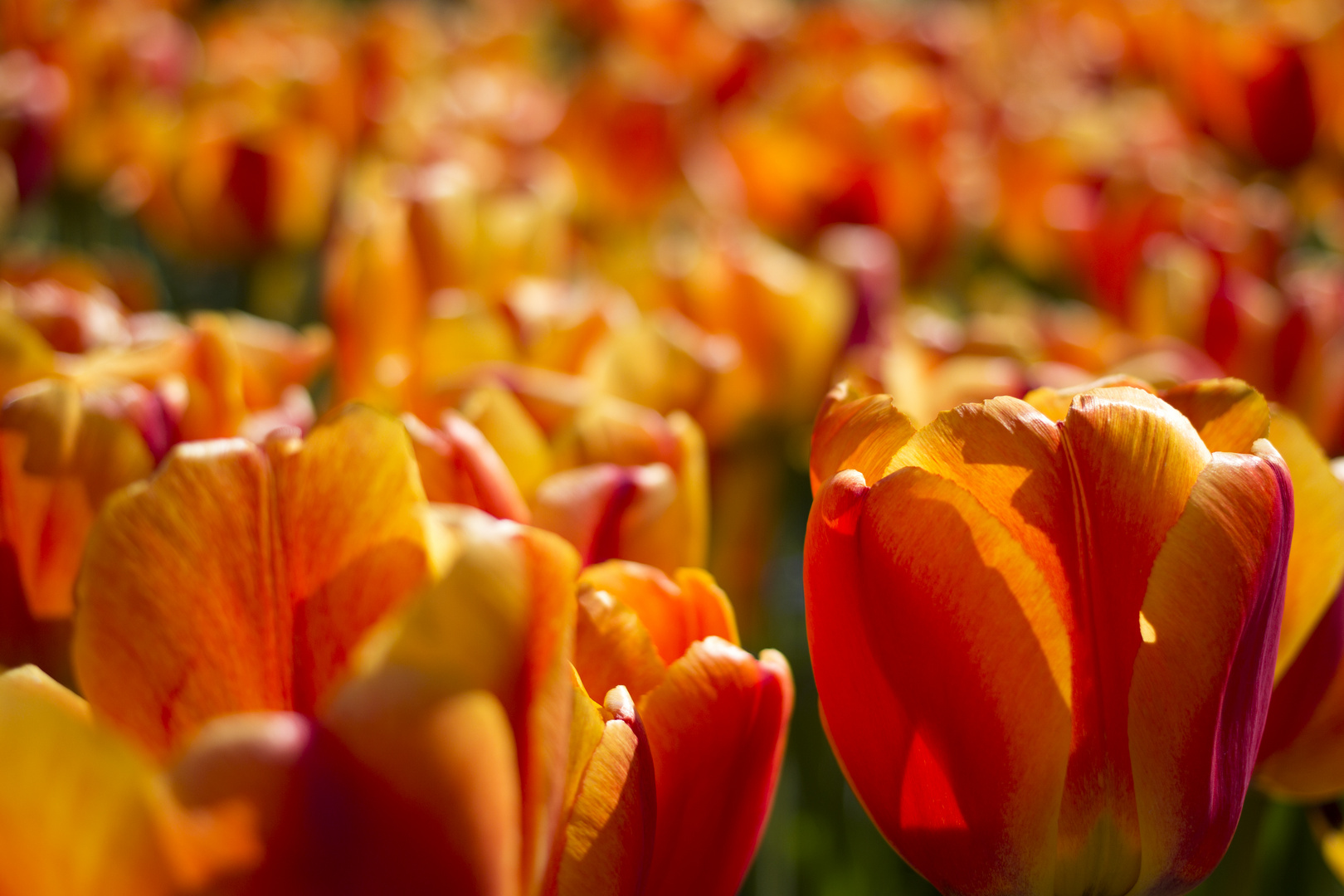 Tulip Sunset