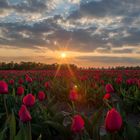 Tulip sunset