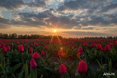 Tulip sunset