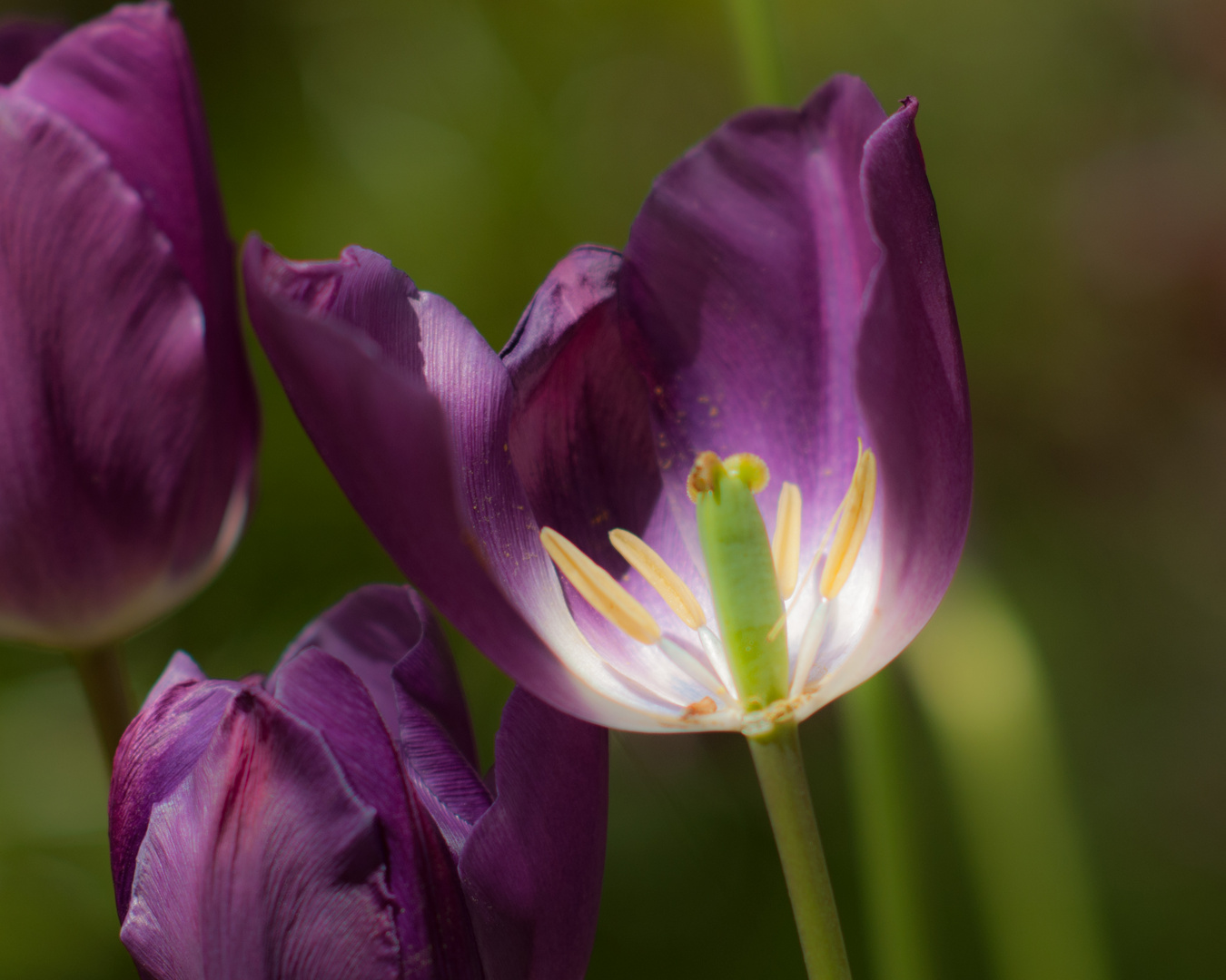 Tulip Tanning