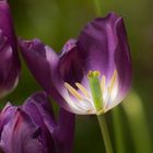 Tulip Tanning