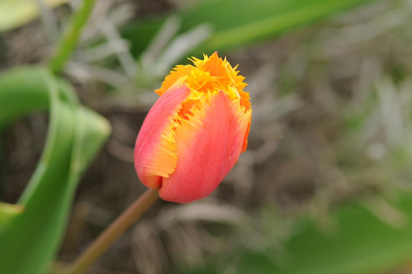 Tulip time is over