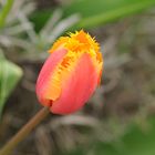 Tulip time is over