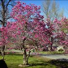 Tulip Tree up-date.....