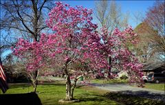 Tulip Tree up-date.....