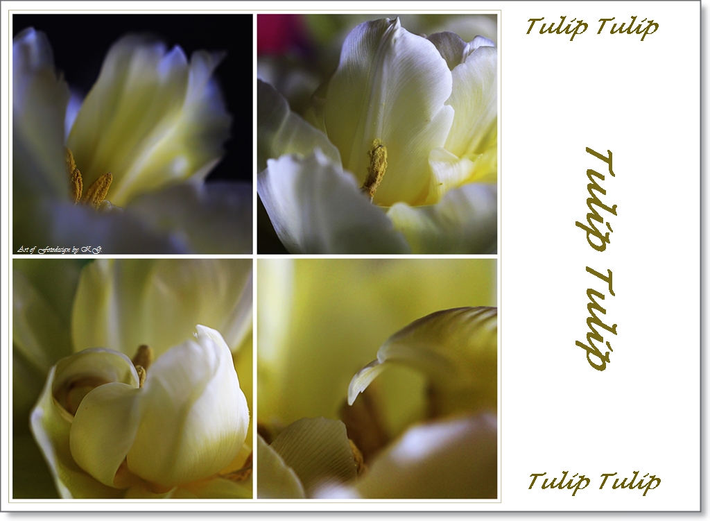 Tulip, Tulip