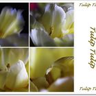 Tulip, Tulip