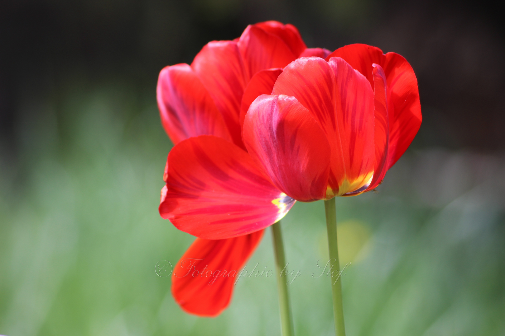 Tulip Tulpe