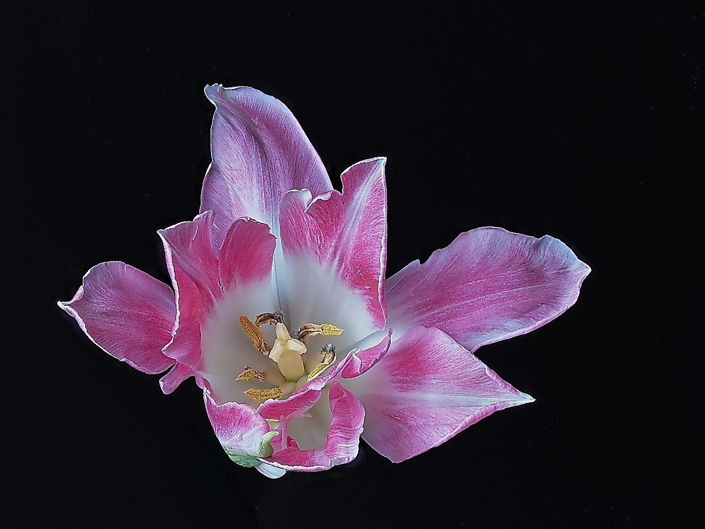 tulip violett