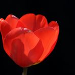 Tulip with a spider