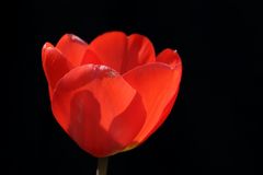 Tulip with a spider