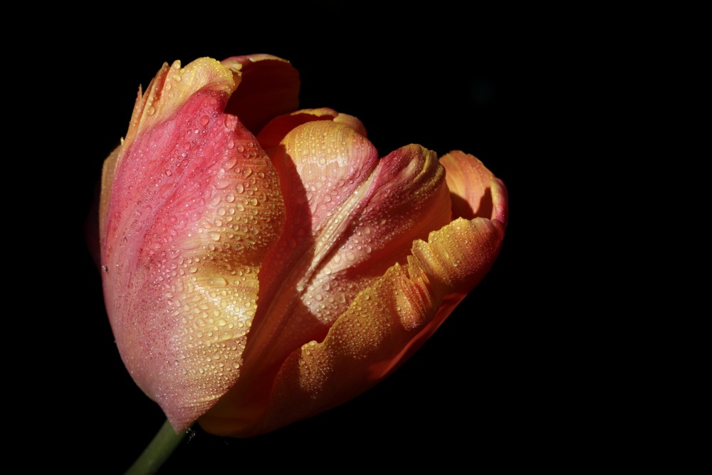 Tulip with droplets