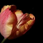 Tulip with droplets