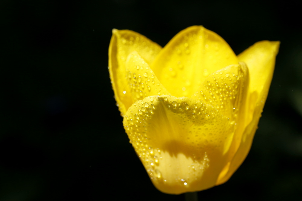 Tulip with water drops