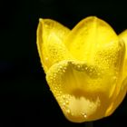 Tulip with water drops