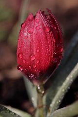 Tulip with waterdrops