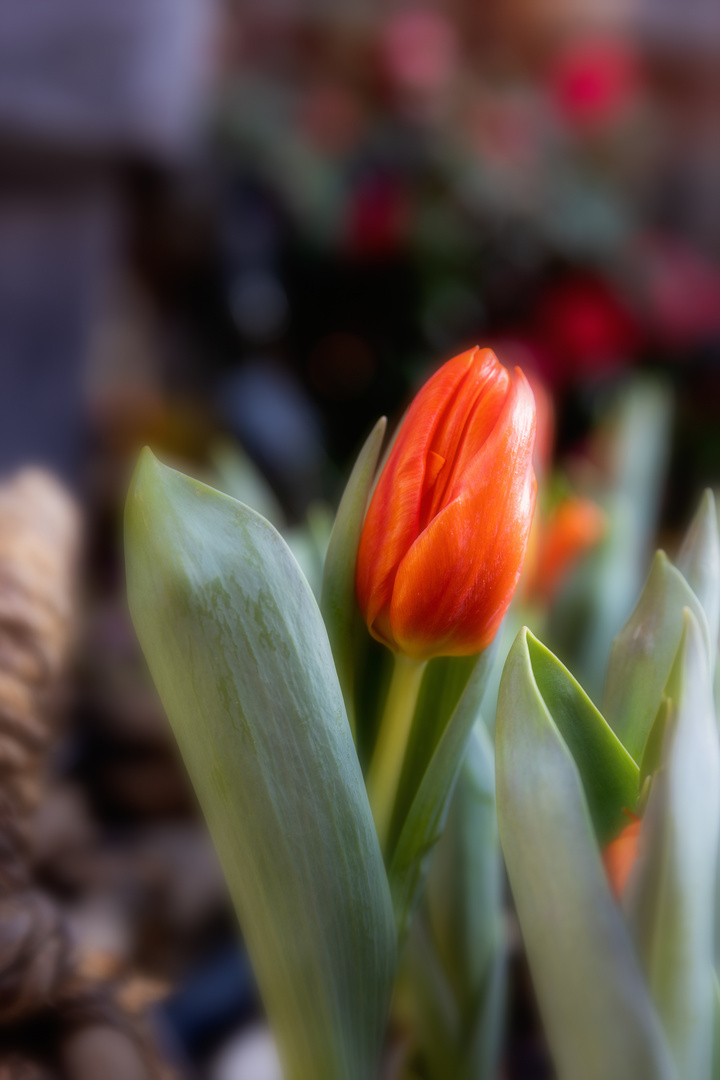 Tulip_02 Foto & Bild spezial, natur, frühblüher Bilder auf