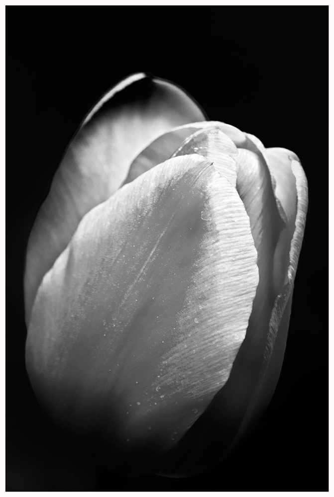 Tulip1