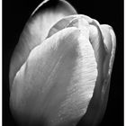 Tulip1