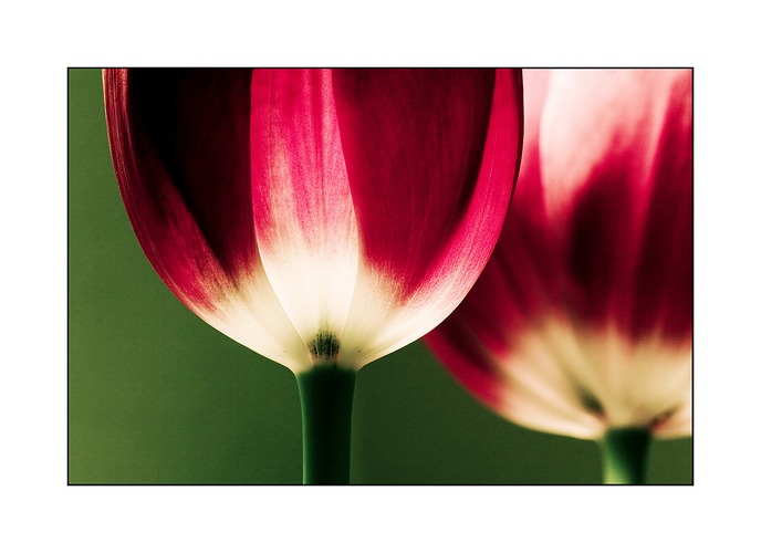 tulip#1