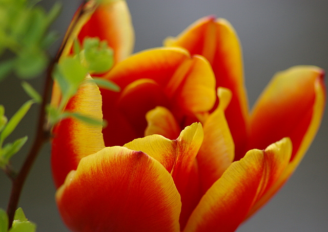 tulip2