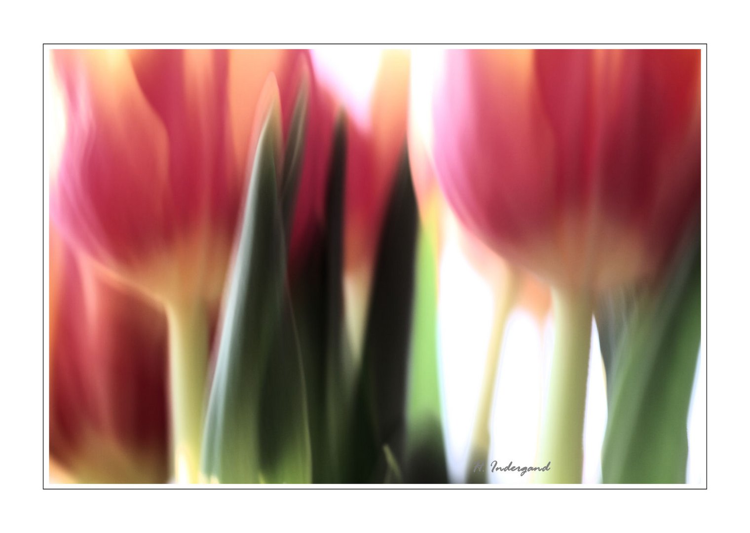 Tulip2011