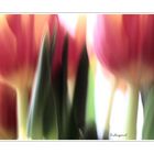 Tulip2011