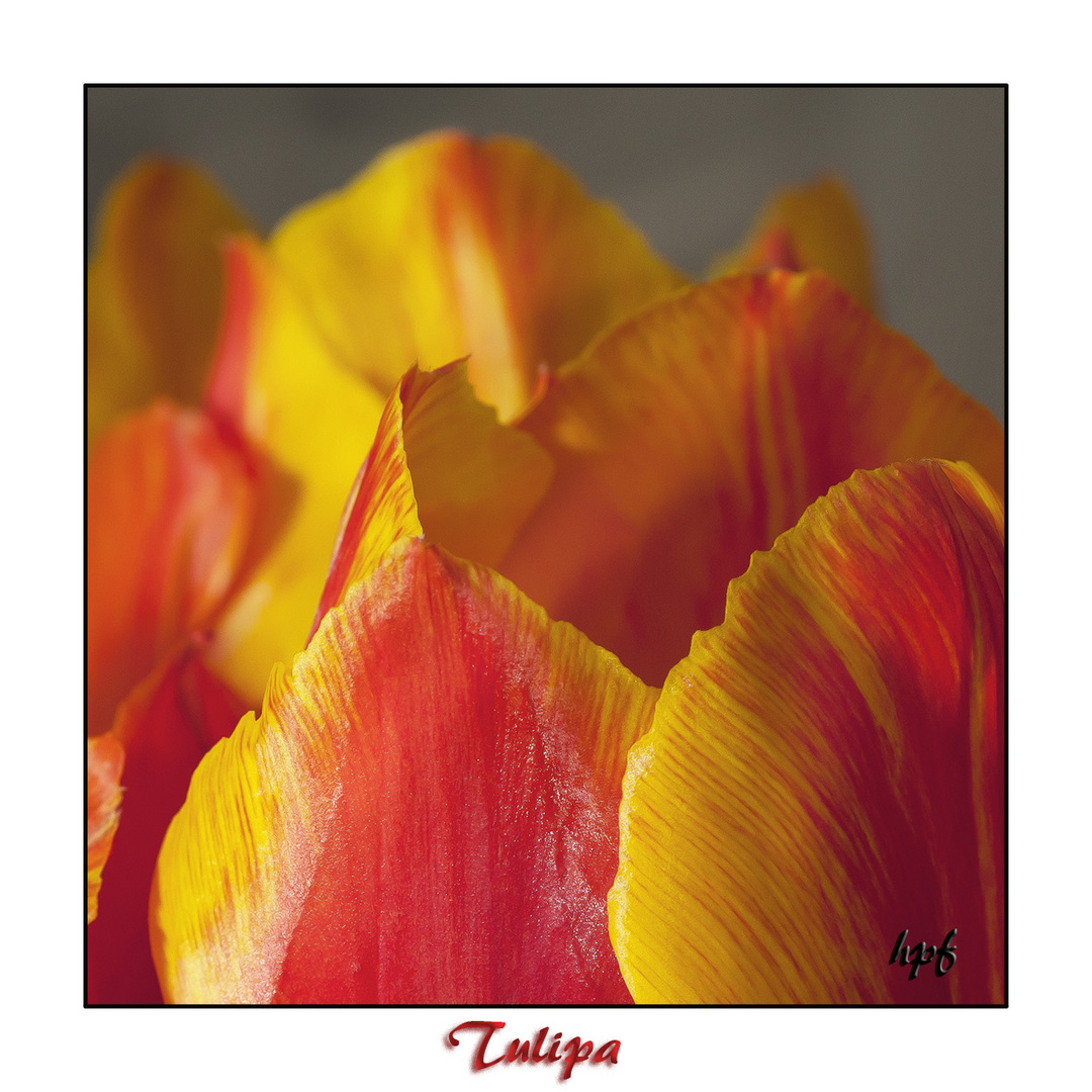 Tulipa