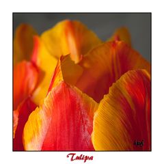 Tulipa