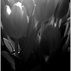 Tulipa